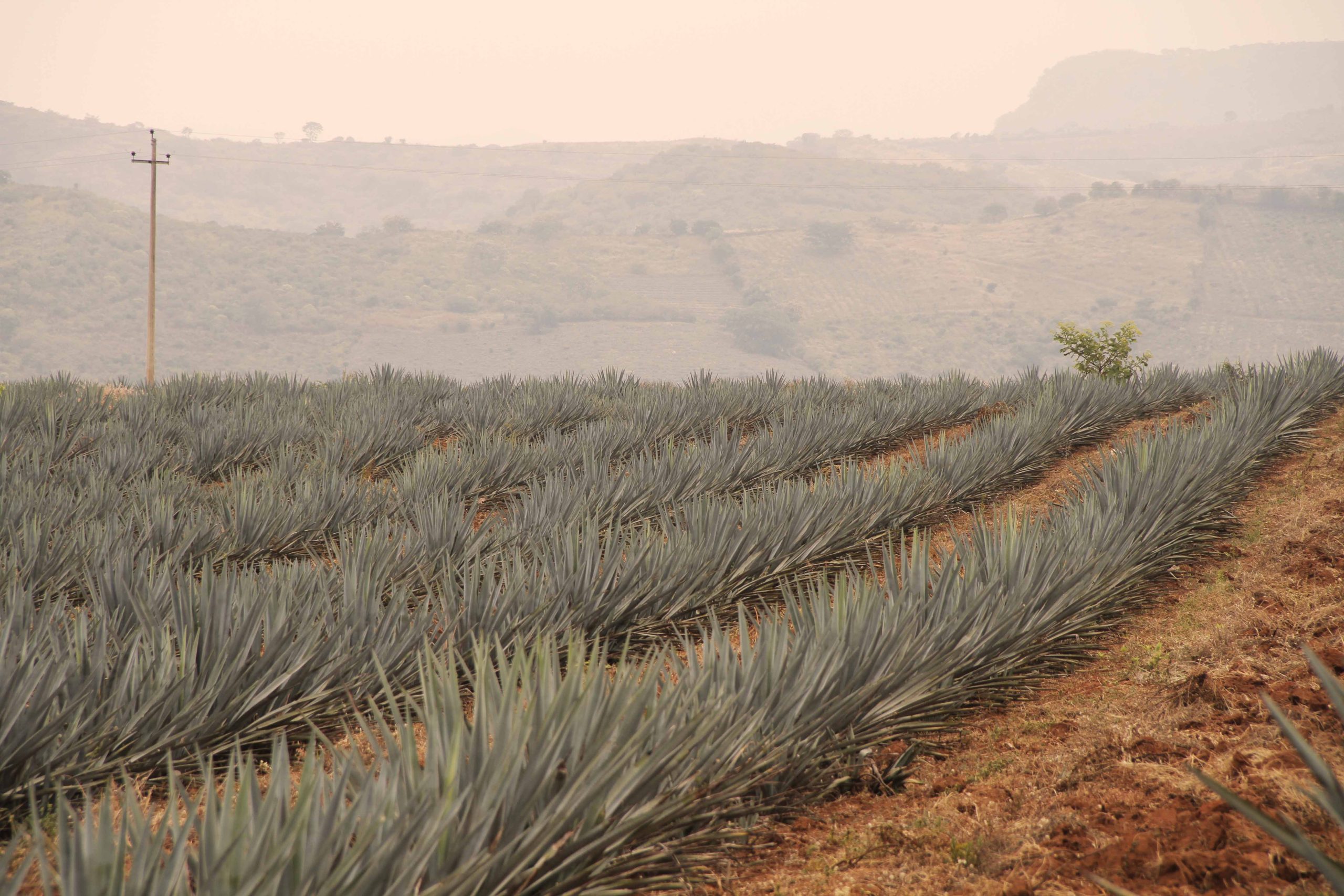 Agave plants can grow up to five feet tall after an eight to 12 year growing cycle. Photo courtesy of Clase Azul