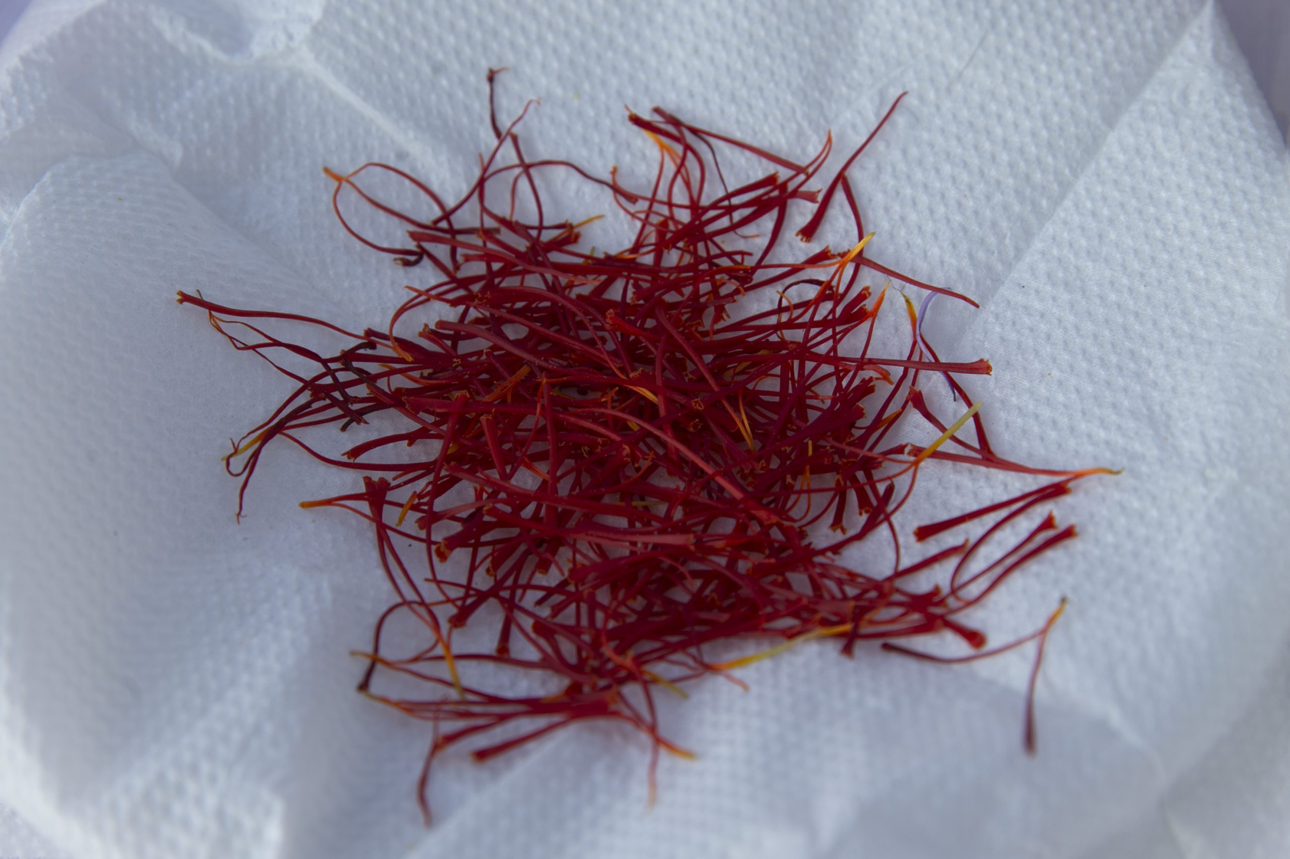 saffron is one of the best aphrodisiacs