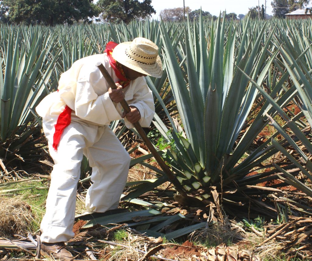 A jimador—the traditional Mexican farmer who grows the agave plan