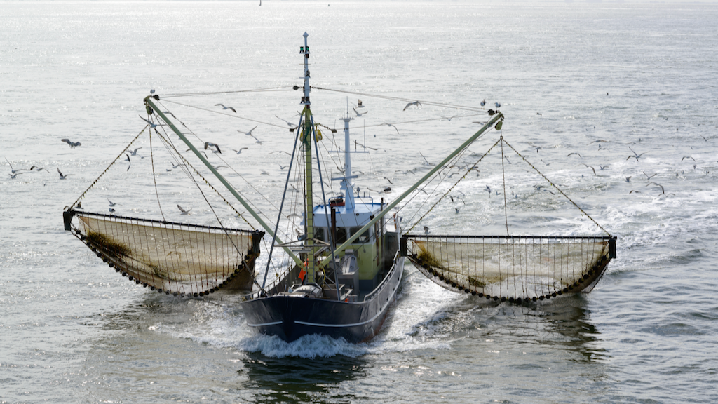 Global Fisheries are Devastated by Government Subsidies - Worth