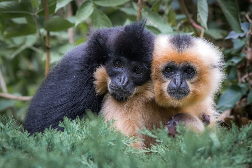 Yellow cheeked,Crested,Gibbon,Couple