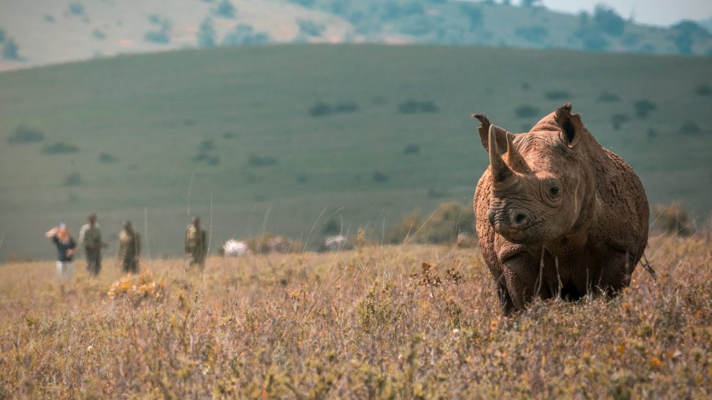Rhino Tracking Lengishu © Backdrop Agency